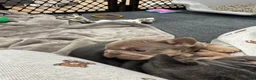 French Bulldog dogs for sale: French Bulldog 1 - Ad 3
