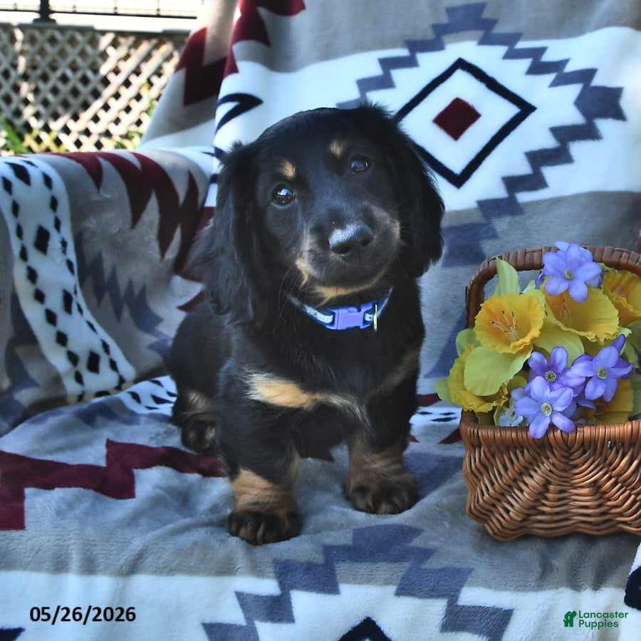 Miniature Dachshund dogs Buddy - Ad 2