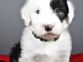 Old English Sheepdog dogs Crystal - Ad 2