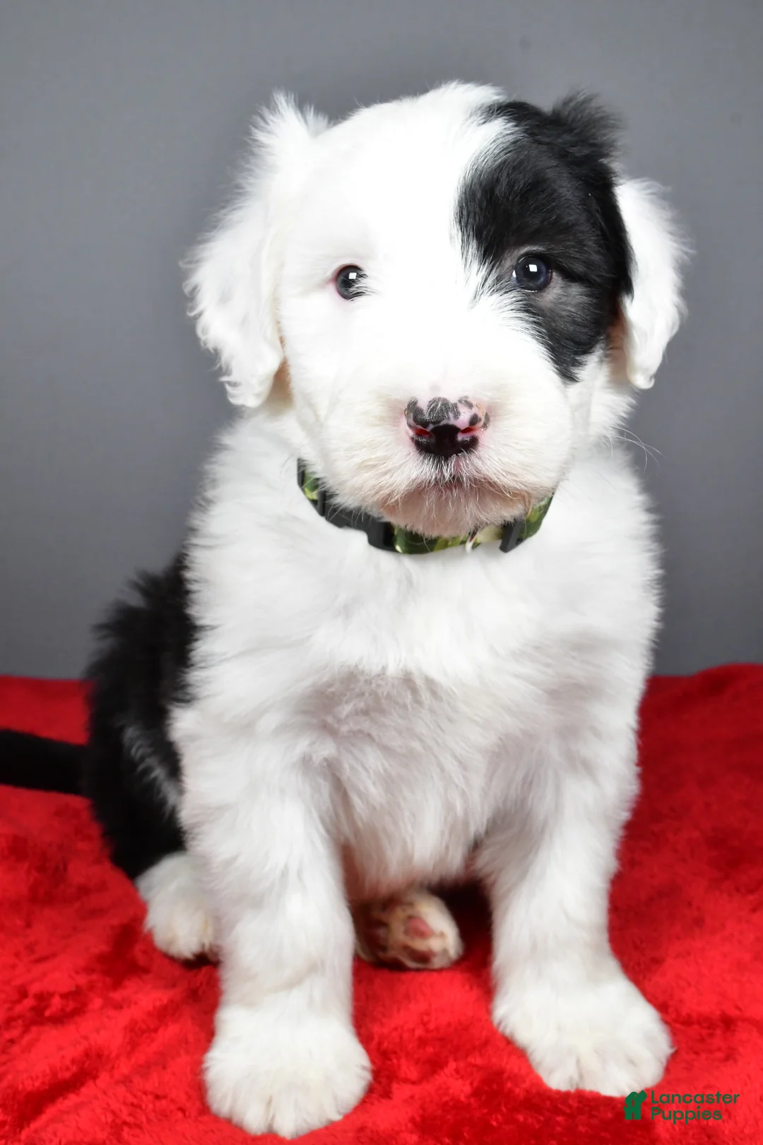 Old English Sheepdog dogs for sale: Crystal  - Ad 1