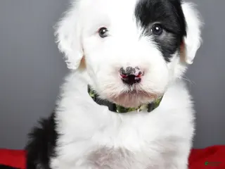 Old English Sheepdog dogs Crystal - Ad 2