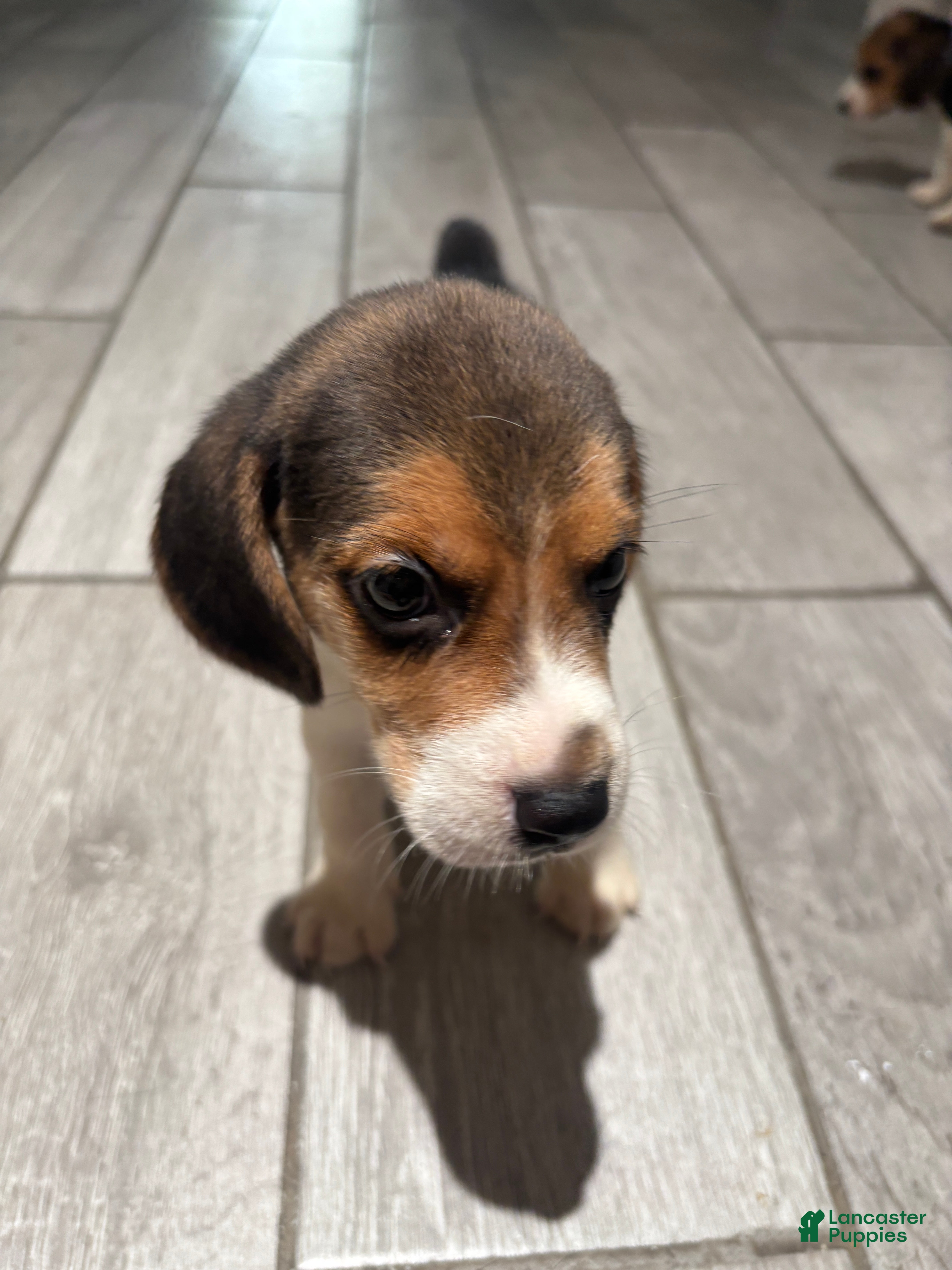 Beagle dogs Toby - Ad 7