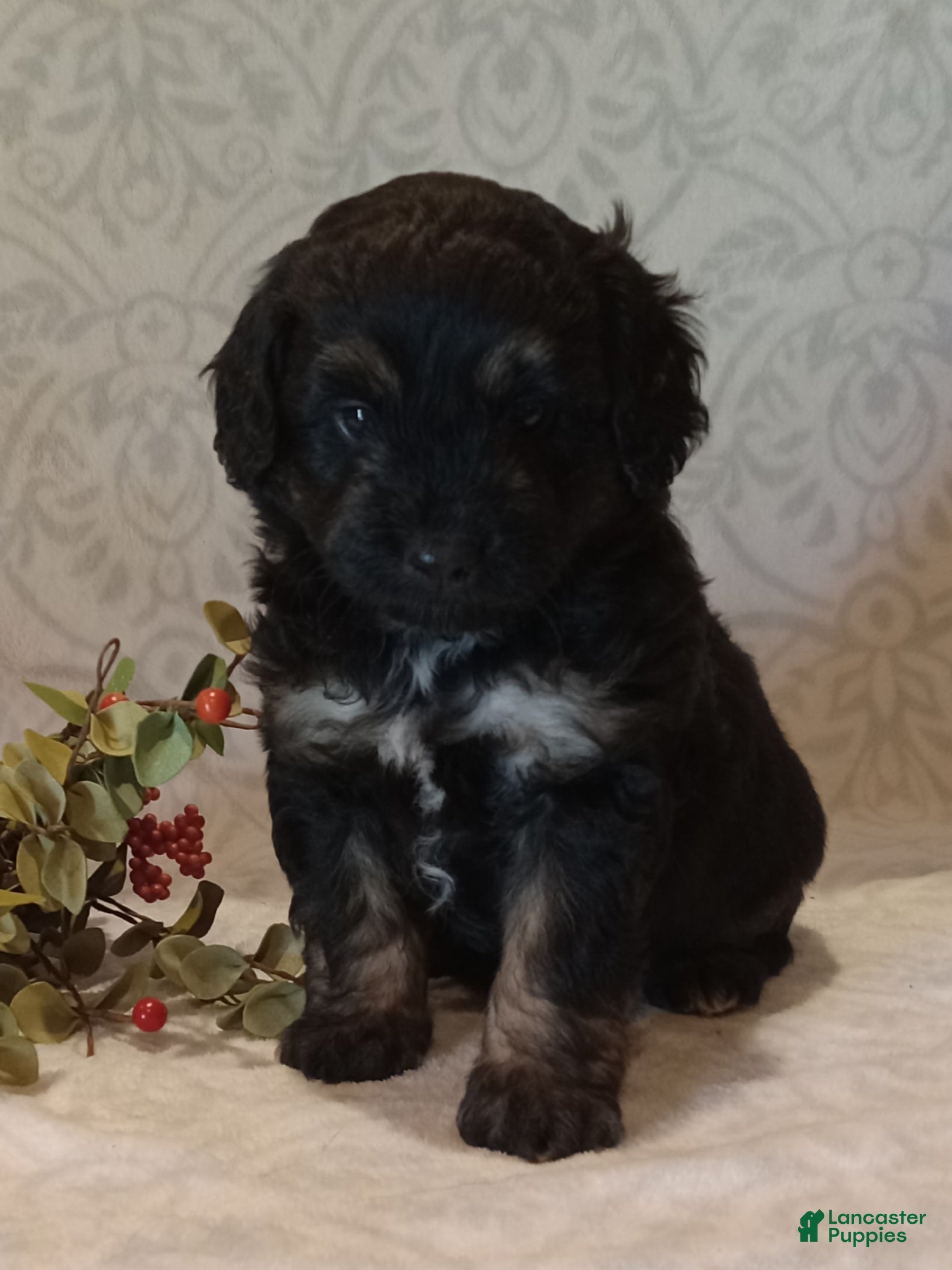 Iker (Mixed breed, Male) in Milford, IN