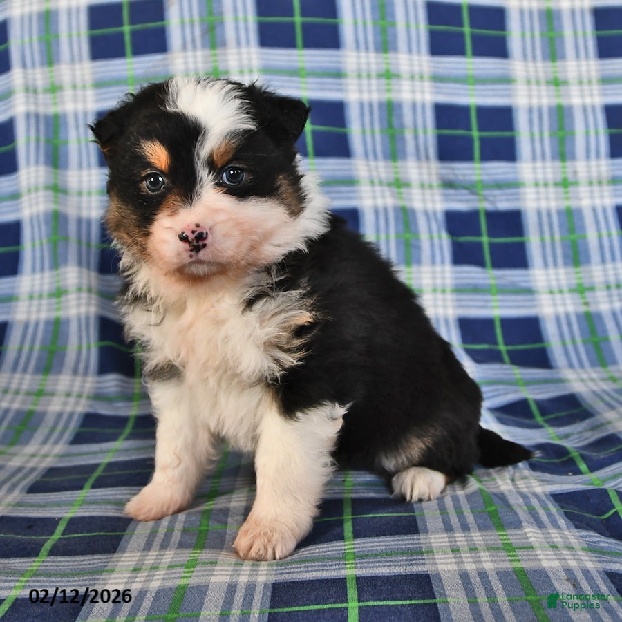 Australian Shepherd dogs Ivy - Ad 9