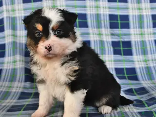 Australian Shepherd dogs Ivy - Ad 9