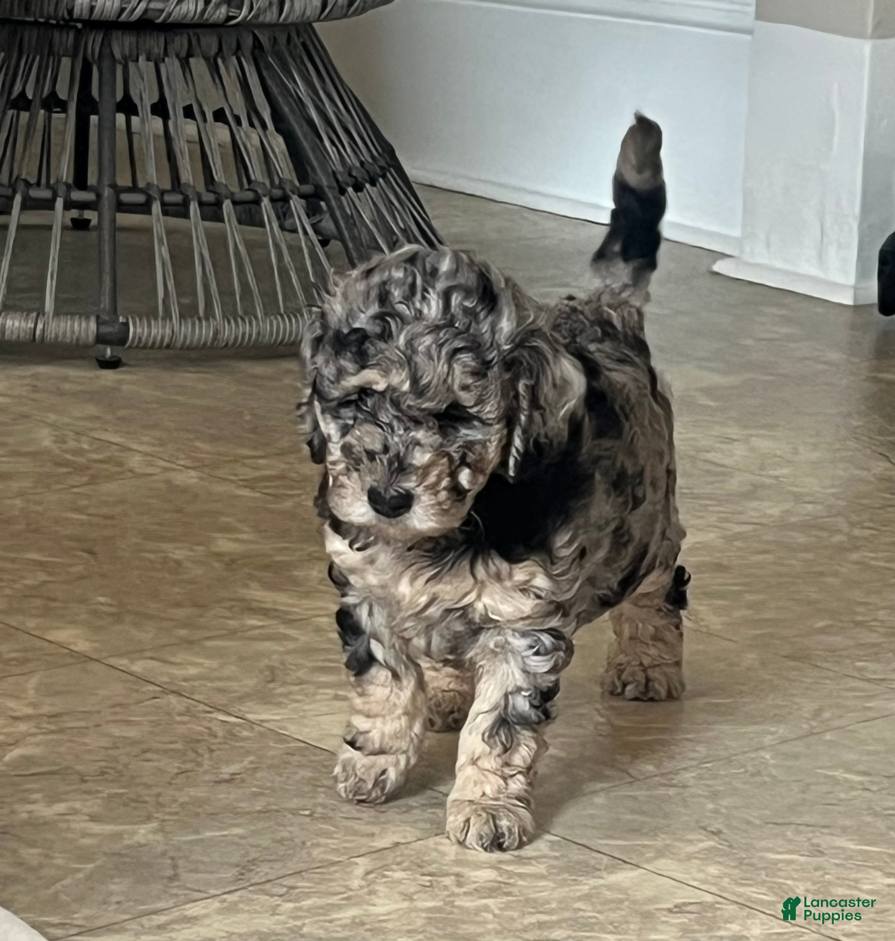 Mini Goldendoodle dogs Blossom Mini Goldendoodle Puppy  - Ad 2