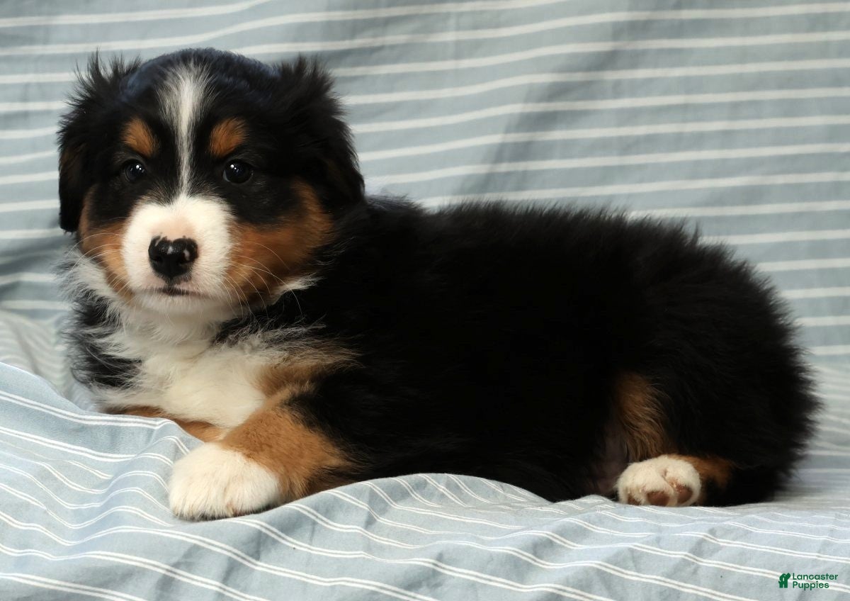 Australian Shepherd dogs Milo - Ad 2