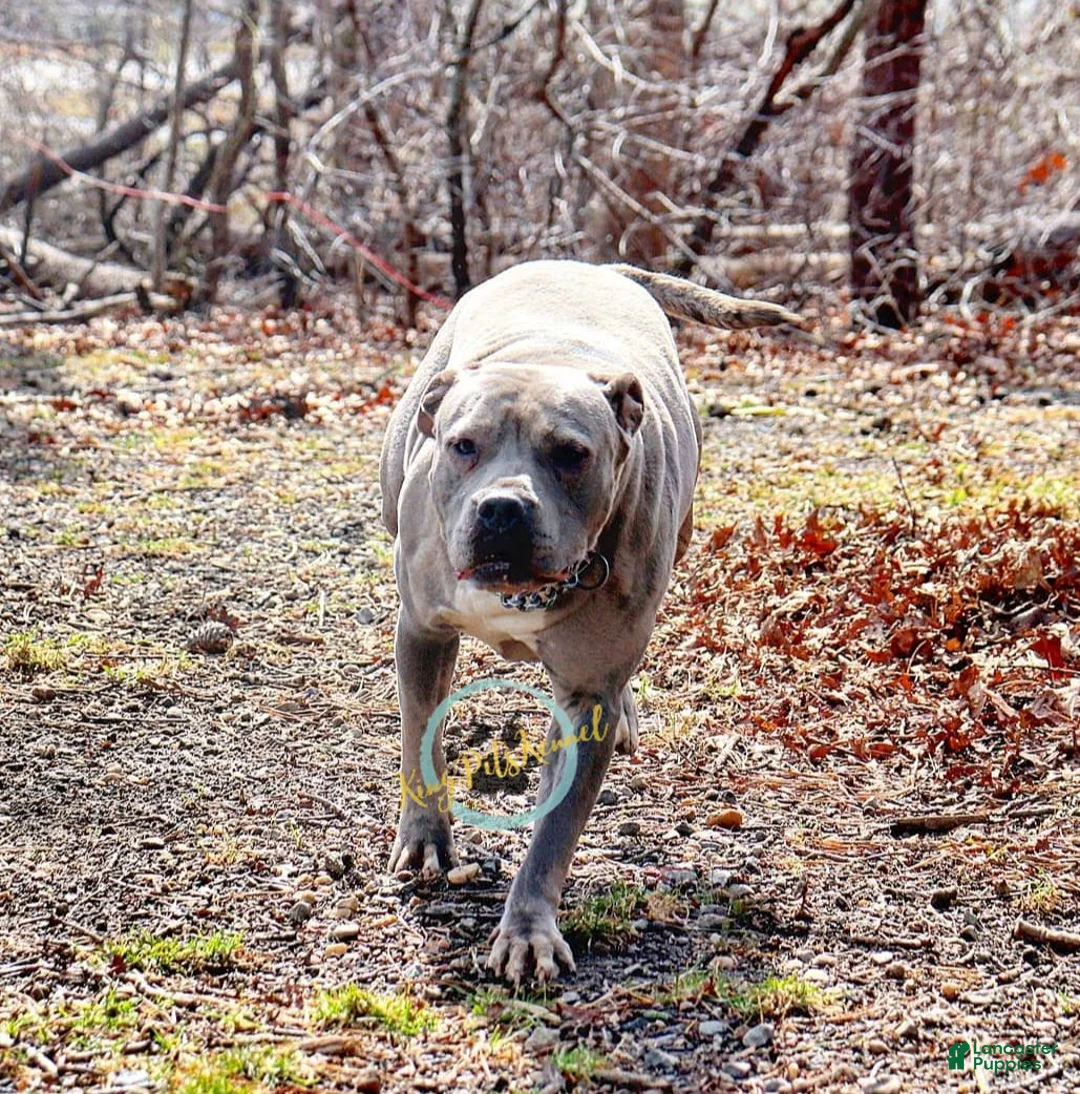 American Bully dogs for sale: Pink - Ad 2