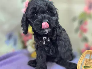 Cockapoo dogs Nova - Ad 14