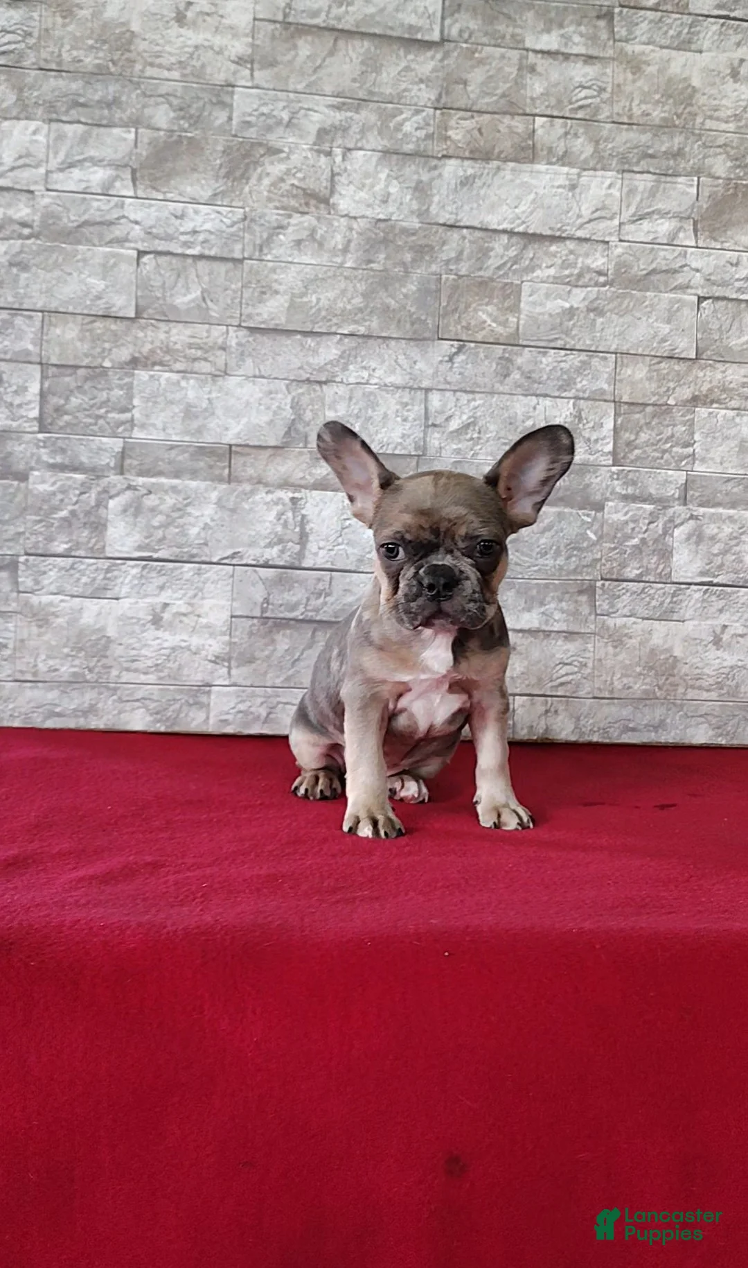 Mixed Breed dogs for sale: Debra - Ad 1