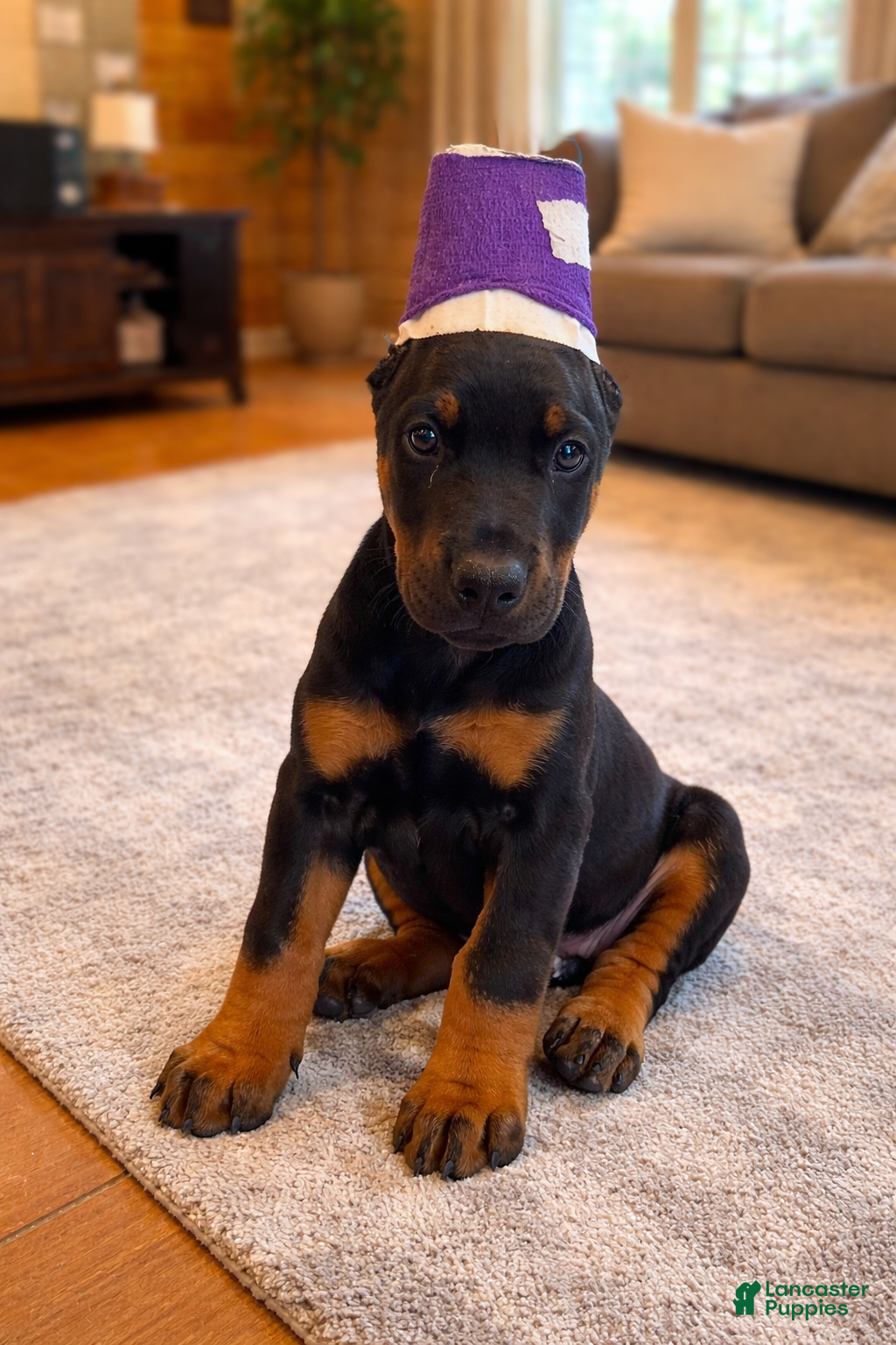 Doberman Pinscher dogs Doberman Pinscher Puppy Male - Ad 38