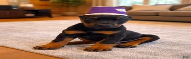 Doberman Pinscher Puppy Male