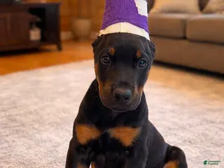 Doberman Pinscher dogs Doberman Pinscher Puppy Male - Ad 40