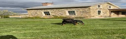 Rottweiler dogs for sale: Thor - Ad 6