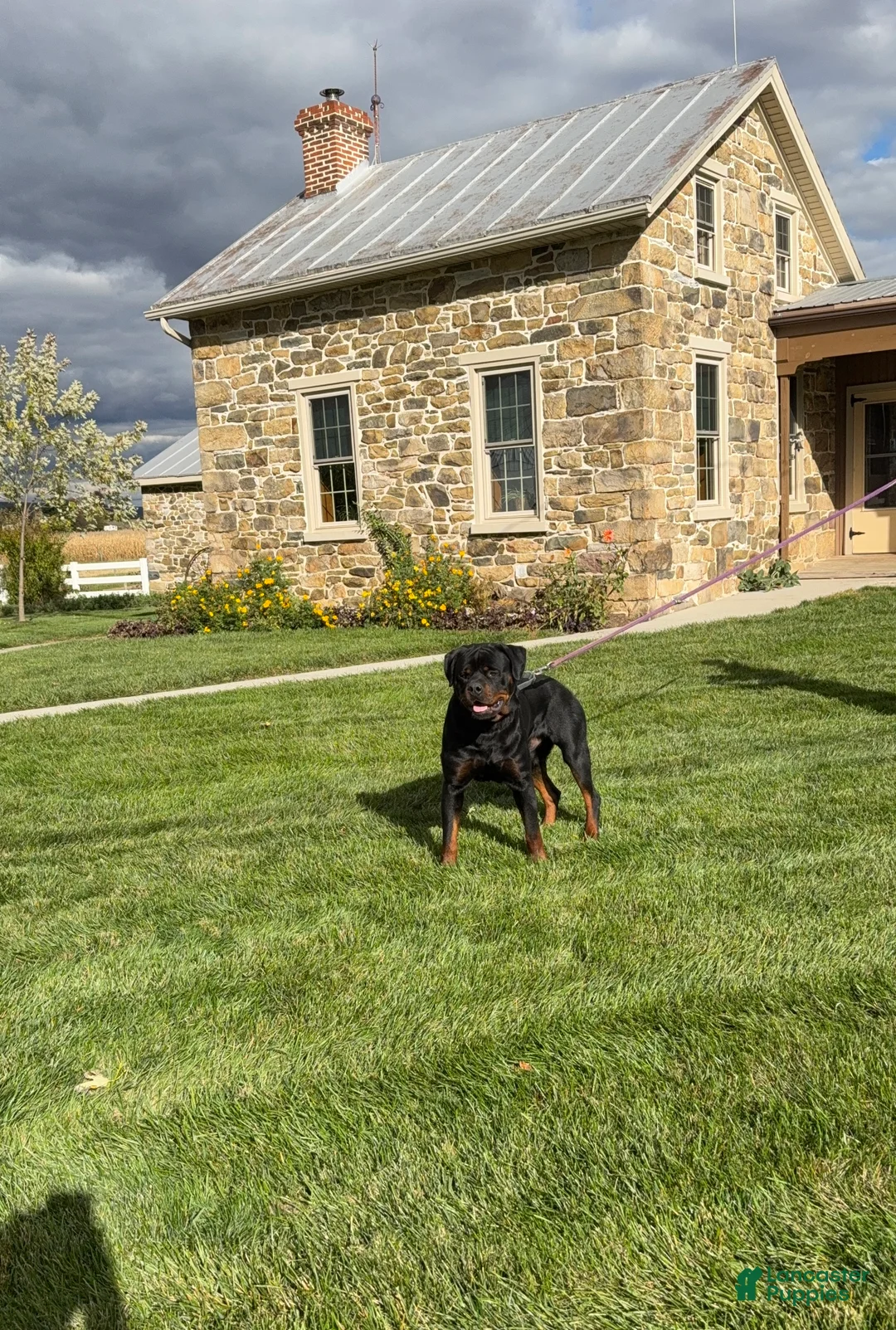 Rottweiler dogs for sale: Thor - Ad 6