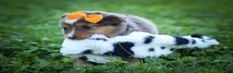 Mixed Breed dogs for sale: Gracie Lou🌸 - Ad 19