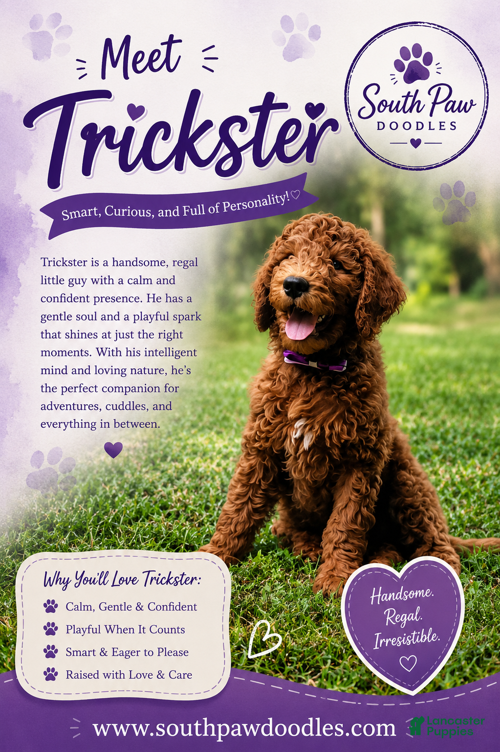 Goldendoodle dogs Trickster - Ad 1