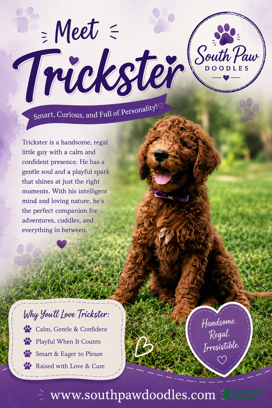Goldendoodle dogs for sale: Trickster - Ad 1