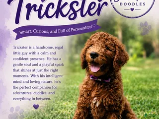 Goldendoodle dogs for sale: Trickster - Ad 3