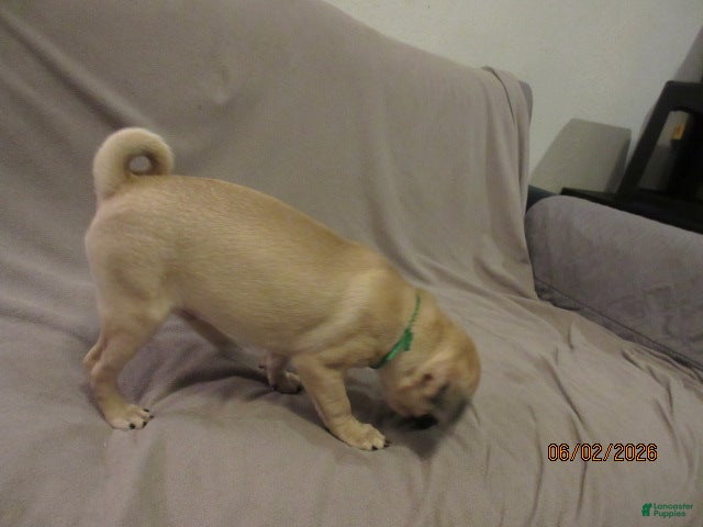 Pug dogs for sale: Pug Puppy 2 - Ad 16