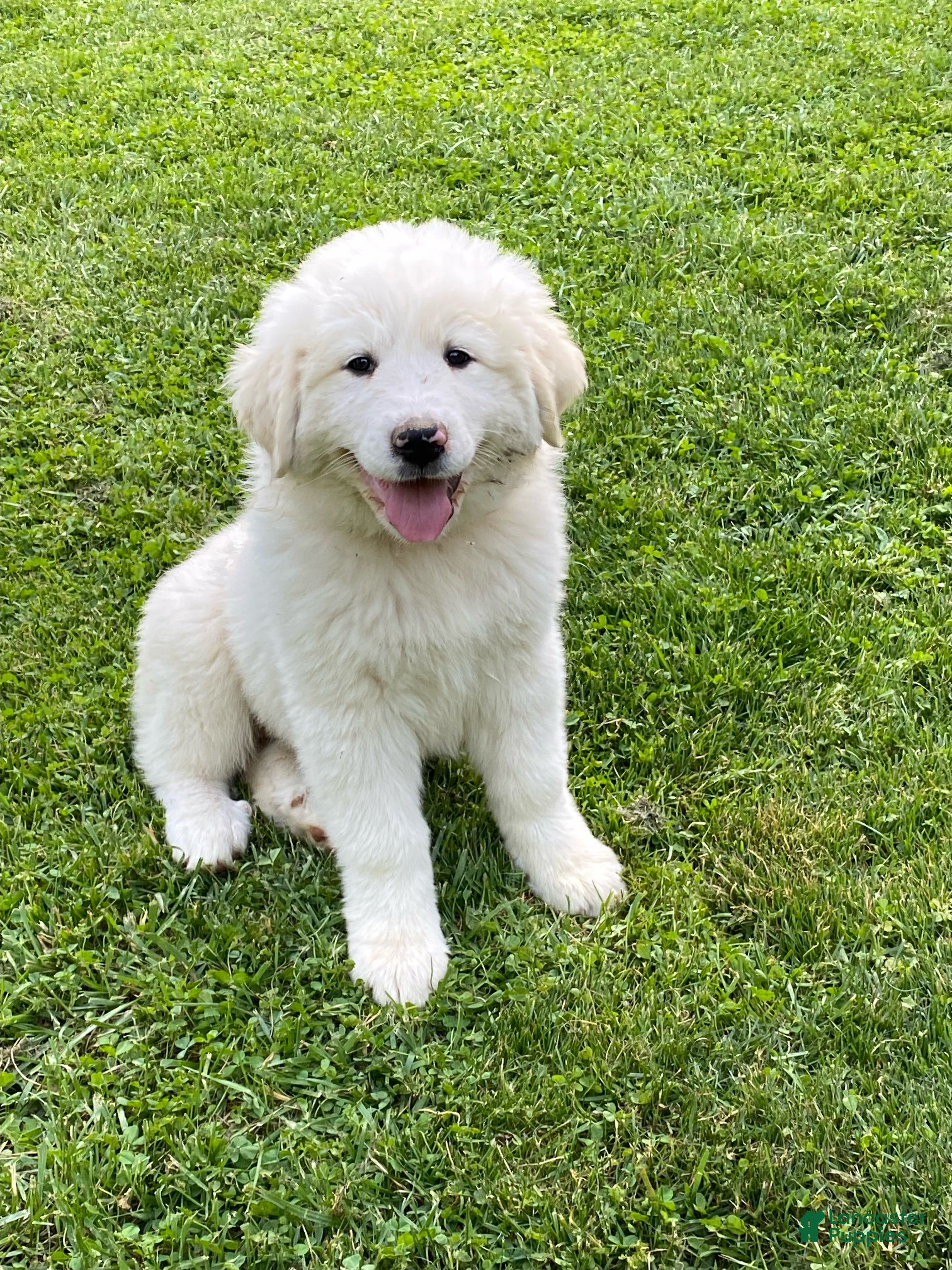 Great Pyrenees dogs Poppy - Ad 18