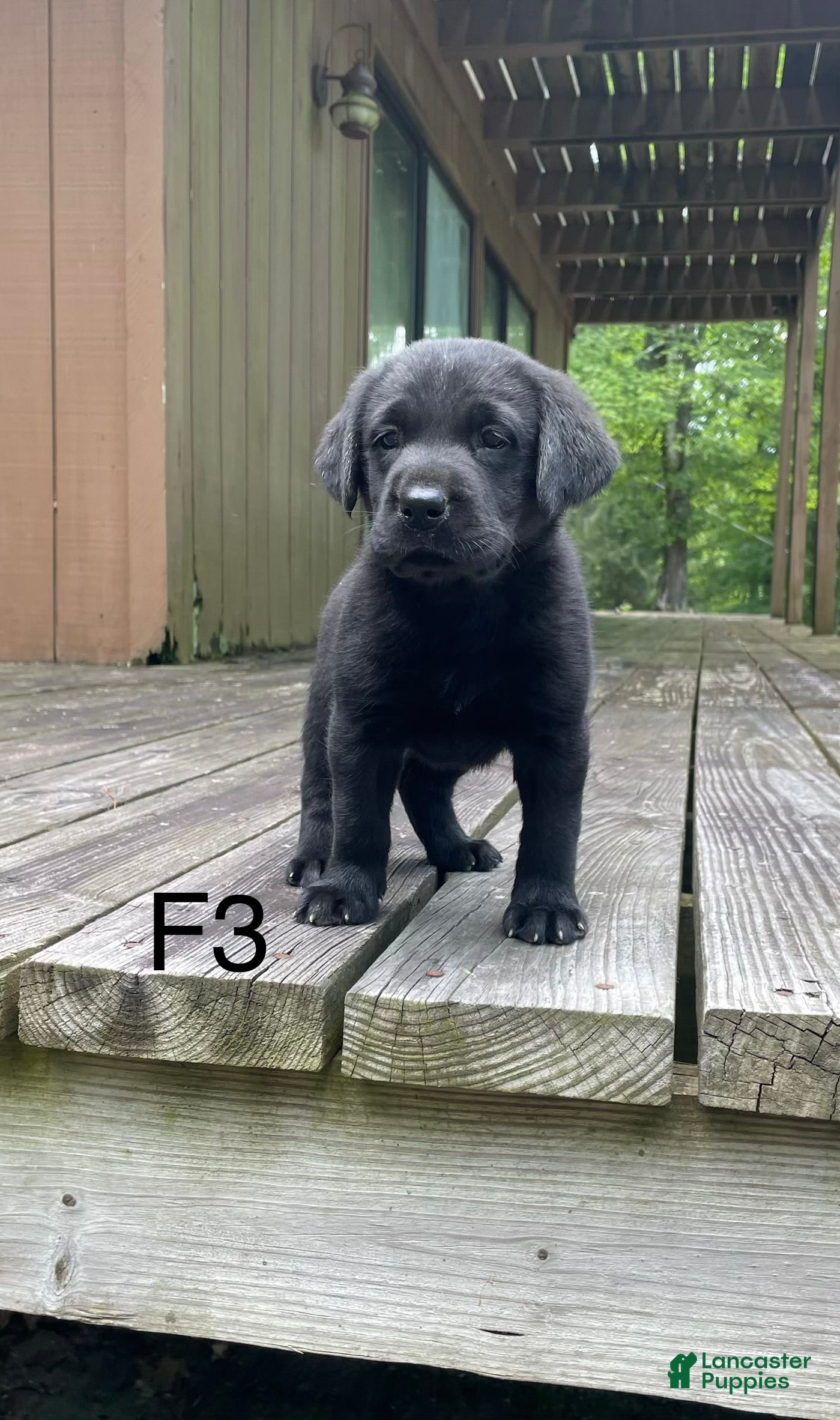 Labrador Retriever dogs Labrador Retriever 3 - Ad 32