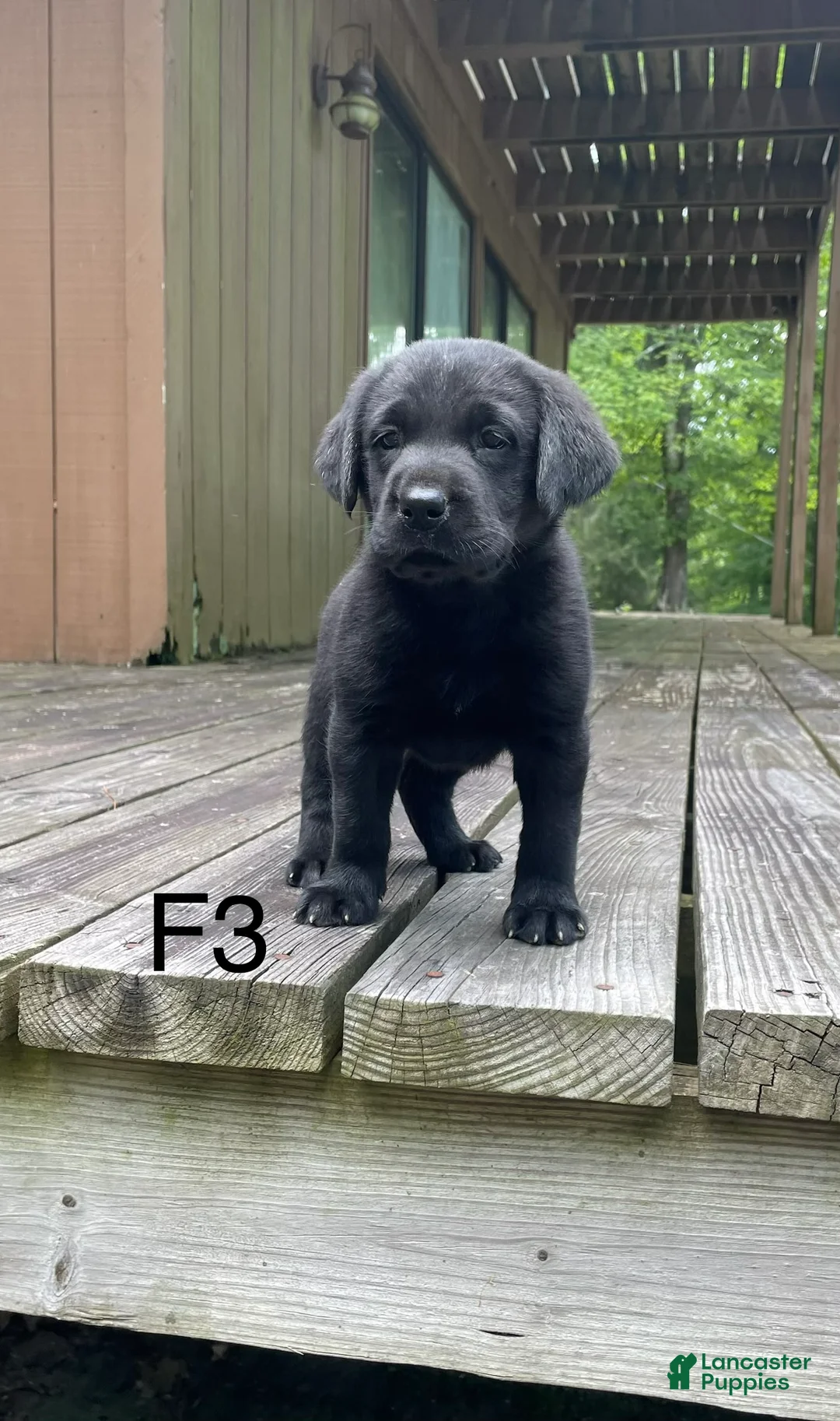 Labrador Retriever dogs for sale: Labrador Retriever 3 - Ad 1