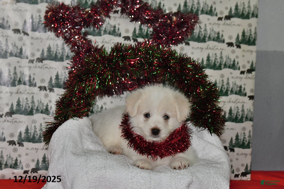 Mixed Breed dogs for sale: Spencer - Ad 4