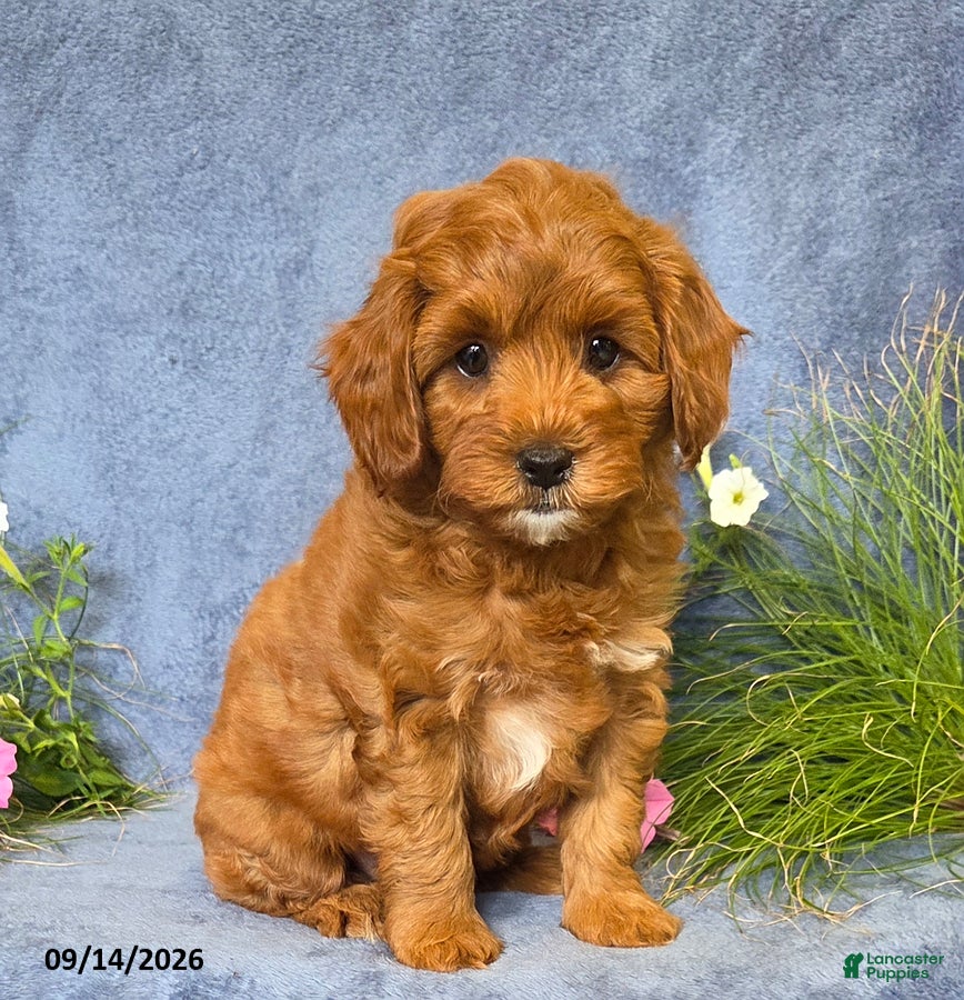 Cavapoo dogs Toby - Ad 1