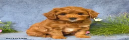Cavapoo dogs for sale: Toby - Ad 1
