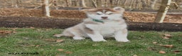 Alaskan Malamute dogs for sale: Summit - Ad 1