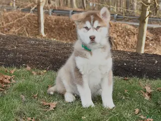 Alaskan Malamute dogs Summit - Ad 17