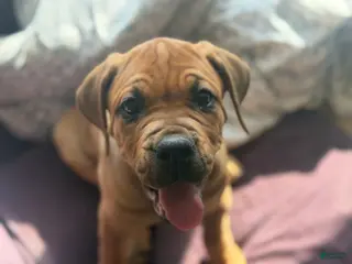Cane Corso dogs Cane Corso Puppy 6 - Ad 10