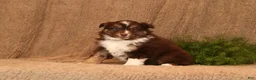 Miniature Australian Shepherd dogs for sale: Cooper - Ad 1