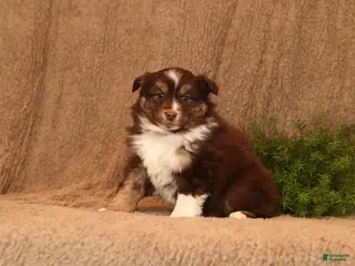 Miniature Australian Shepherd dogs Cooper - Ad 38