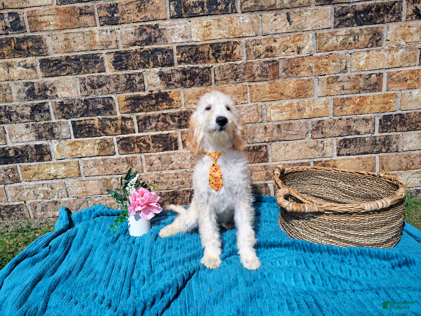 Mini Goldendoodle dogs for sale: Mini Goldendoodle 3 - Ad 1