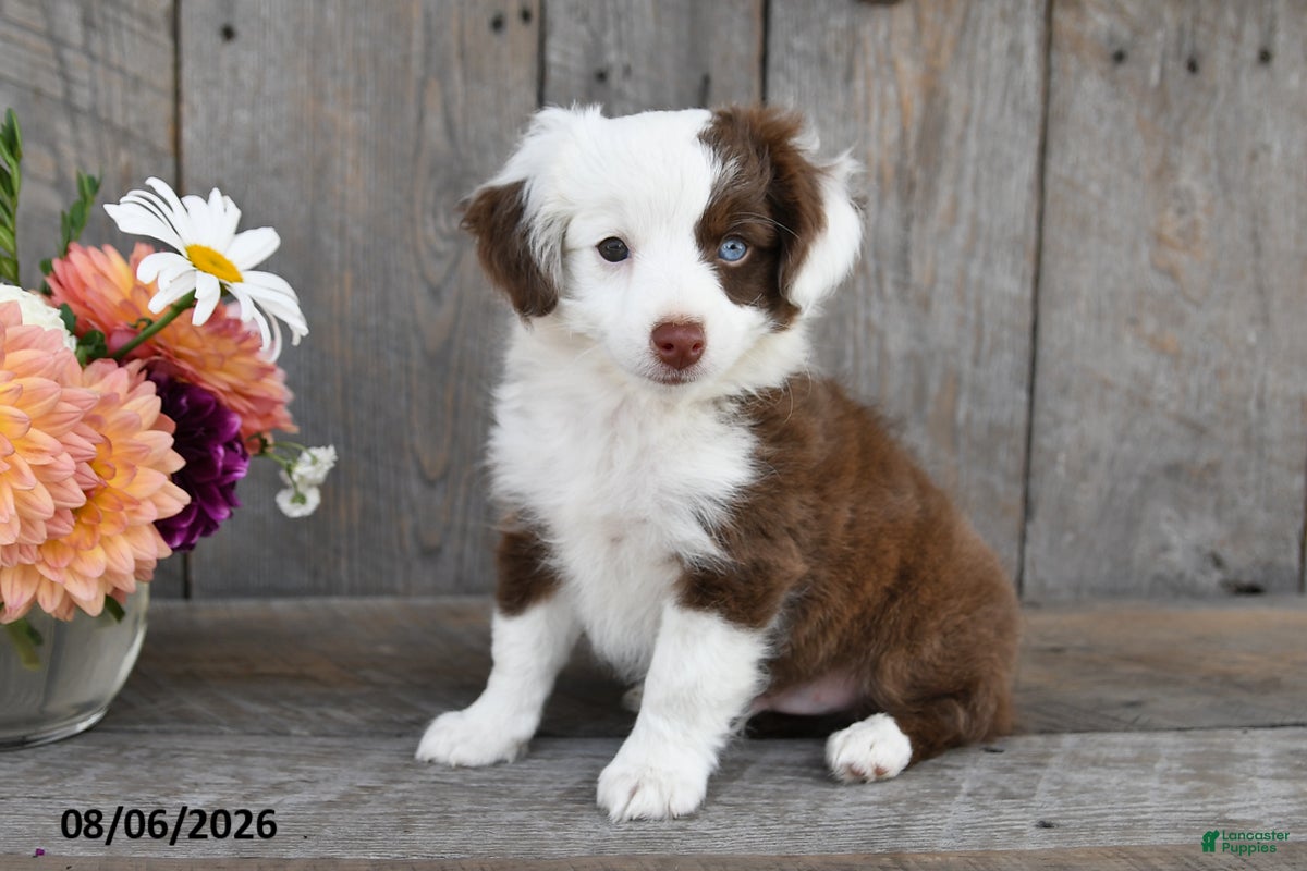 Aussiedoodle dogs Terry - Ad 1