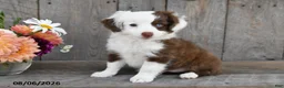 Aussiedoodle dogs for sale: Terry - Ad 1