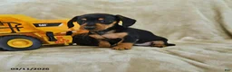 Dachshund dogs for sale: Daisy - Ad 1