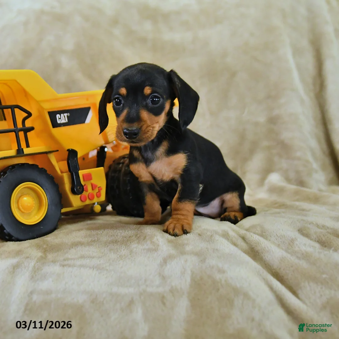 Dachshund dogs for sale: Daisy - Ad 1