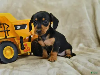 Dachshund dogs for sale: Daisy - Ad 1