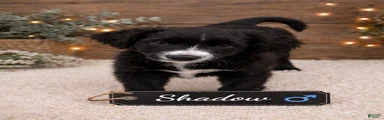 Shadow