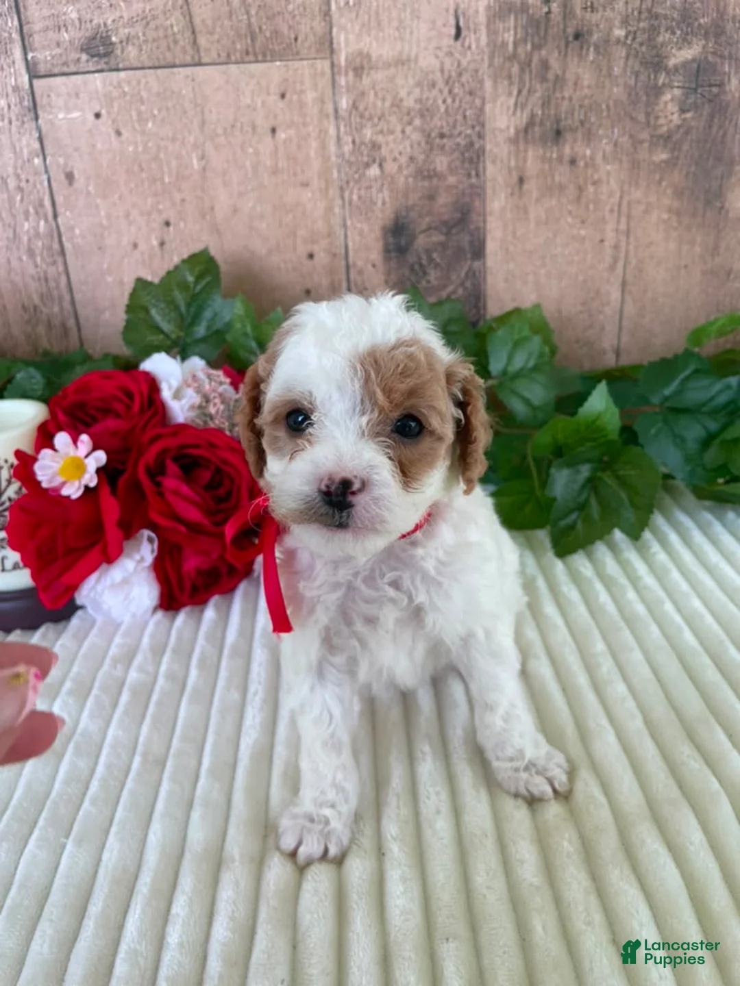 Mini Goldendoodle dogs for sale: Miss Waffle - Ad 2