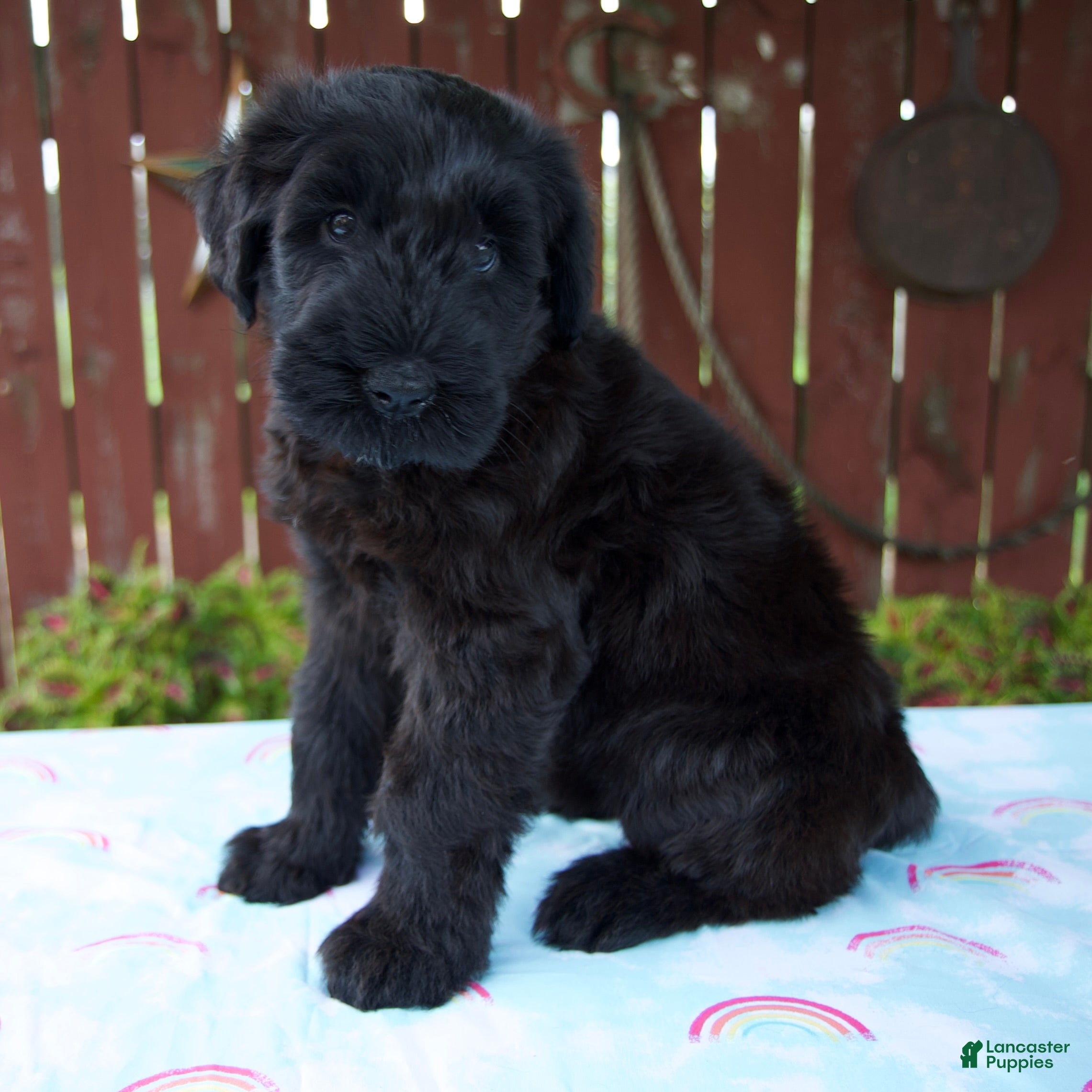 Giant Schnauzer dogs Lorraine - Ad 2