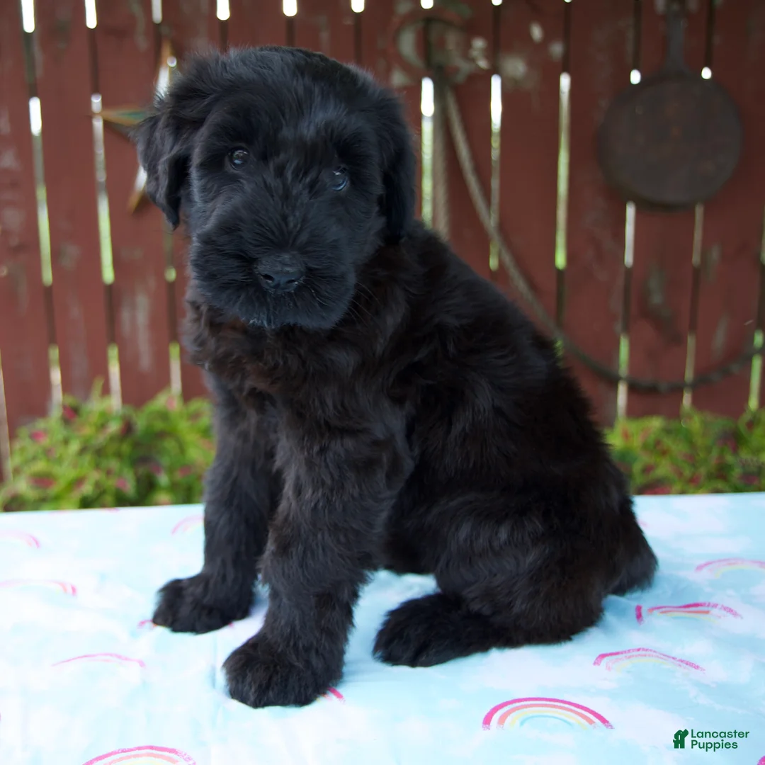 Giant Schnauzer dogs for sale: Lorraine - Ad 2