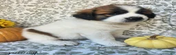Saint Bernard dogs for sale: Harley - Ad 1