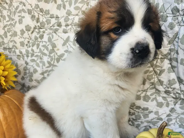 Saint Bernard dogs for sale: Harley - Ad 1