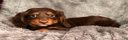 Miniature Dachshund dogs for sale: Teddy - Ad 9