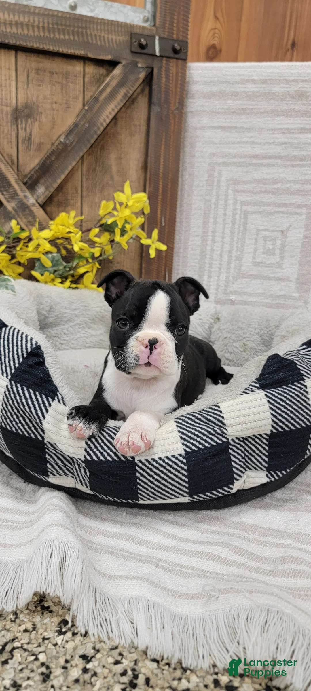 Boston Terrier dogs for sale: Buster - Ad 1