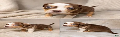 American Bully Puppy 1